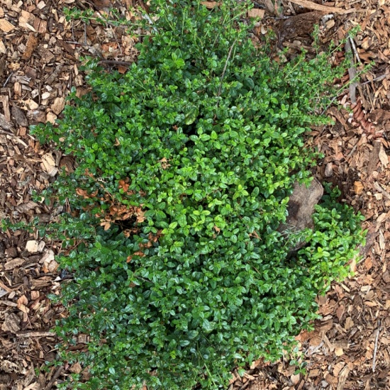 Wtp Memorial Garden Mpc Horticulture Virtual Tour Pocketsights