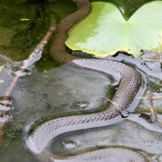 Snakes Concord Woods Nature Park Pond Walk PocketSights