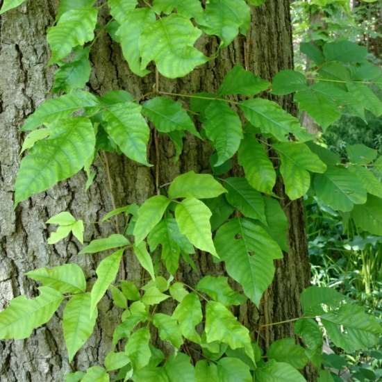 Poison Ivy - Concord Woods Nature Park Pond Walk - PocketSights