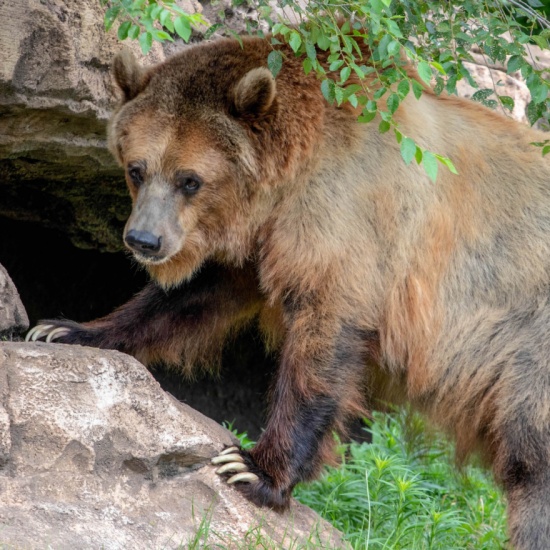 Grizzly Bear - Welcome to the Sedgwick County Zoo - PocketSights