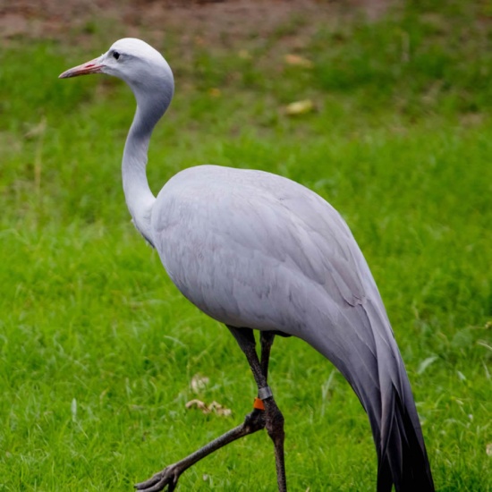 Blue Crane - Welcome to the Sedgwick County Zoo - PocketSights