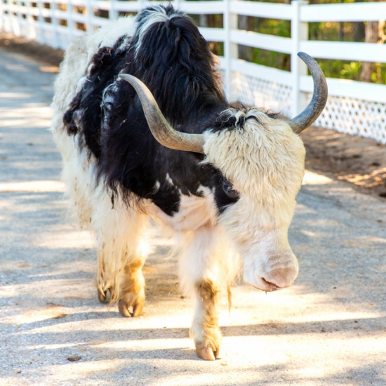 Domestic Yak - Welcome to the Sedgwick County Zoo - PocketSights