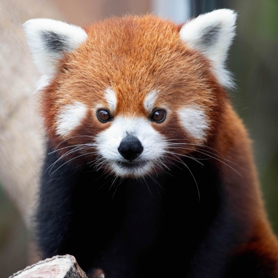 Red Panda - Welcome To The Sedgwick County Zoo - Pocketsights