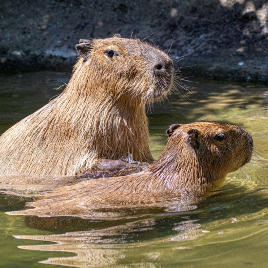 Capybara - Welcome to the Sedgwick County Zoo - PocketSights