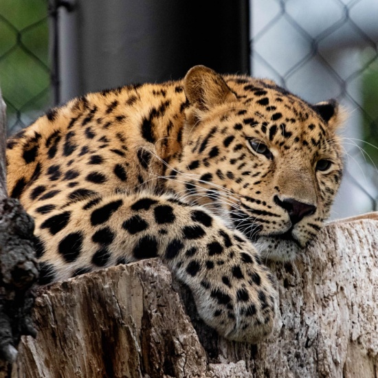 Amur Leopard - Welcome to the Sedgwick County Zoo - PocketSights