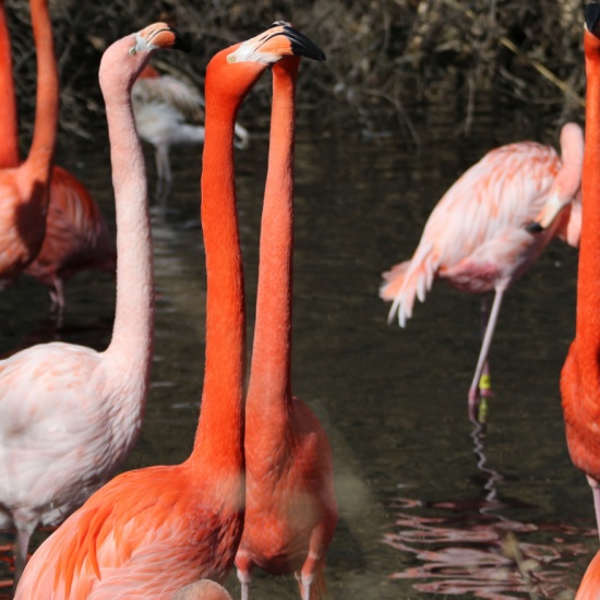 Caribbean and Greater Flamingos - Welcome to the Sedgwick County Zoo ...