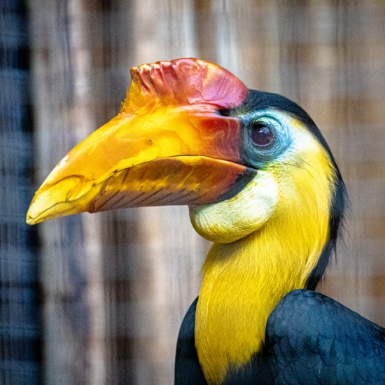 Wrinkled Hornbill - Welcome to the Sedgwick County Zoo - PocketSights