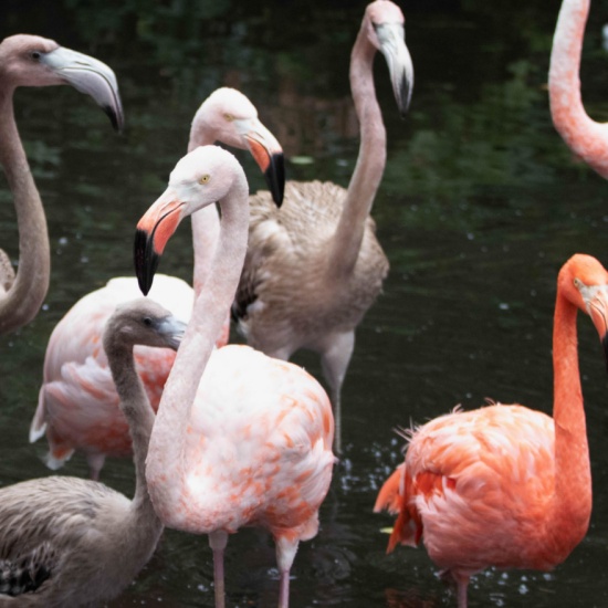 Caribbean and Greater Flamingos - Welcome to the Sedgwick County Zoo ...