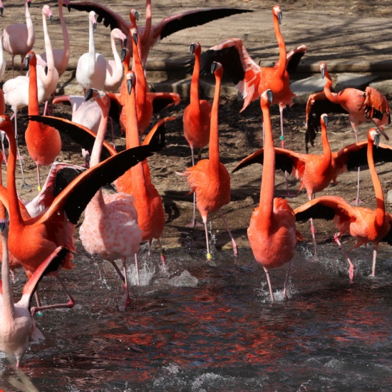 Caribbean and Greater Flamingos - Welcome to the Sedgwick County Zoo ...