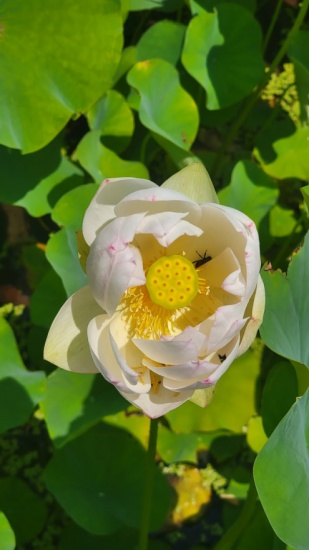 Lotus
