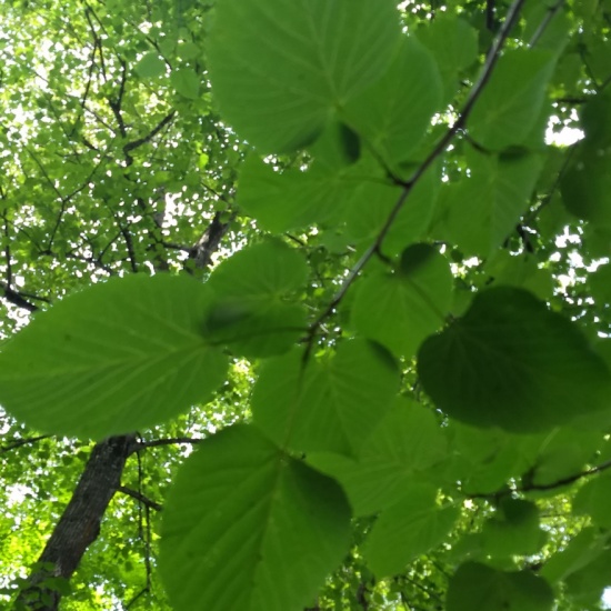 30 - Basswood