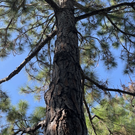 slash pine bark