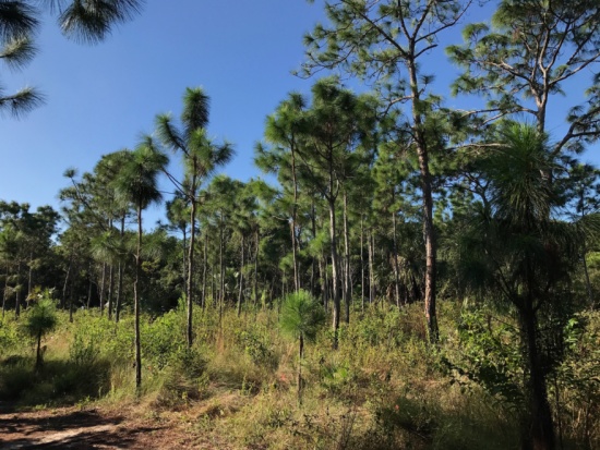 Pine Rocklands /Connect-to-Protect - Nature Preserve Tour - PocketSights