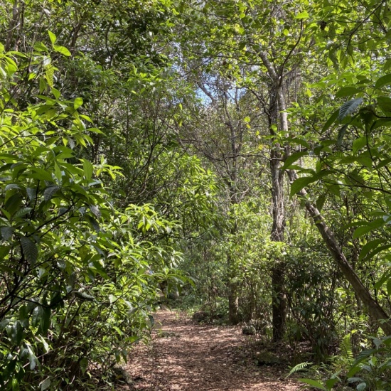 Tropical Hardwood Hammock Nature Preserve Tour PocketSights