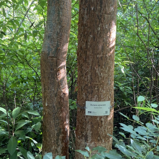 Tropical Hardwood Hammock Nature Preserve Tour PocketSights
