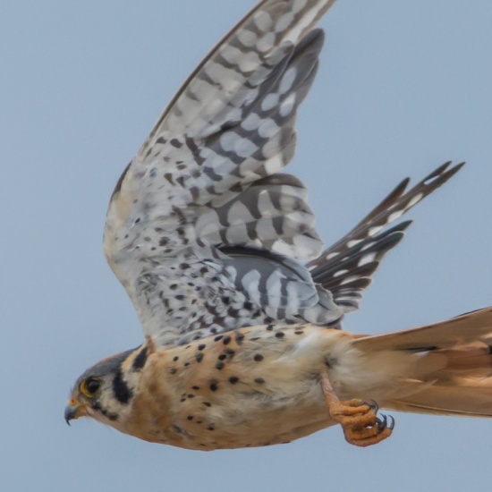 Tour - Standley Lake Regional Park & Wildlife Refuge Guided Tour ...