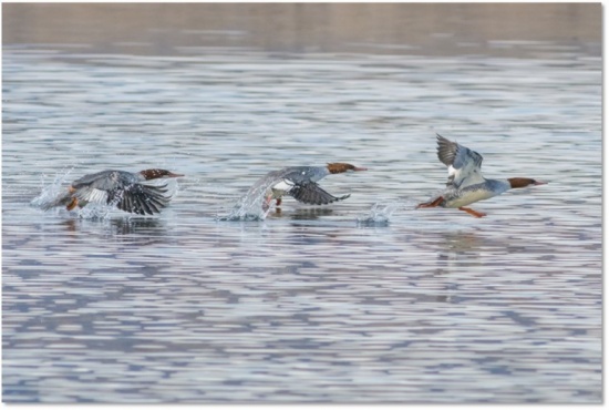 Bird Island - Standley Lake Regional Park & Wildlife Refuge Guided Tour ...