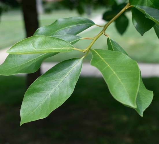 Black gum tree - Tree Tour in Princeton - PocketSights