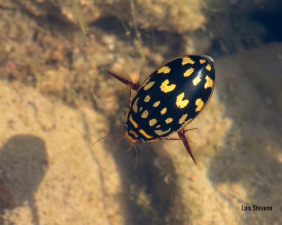 Diving Beetle - Walking Waterhoods: Sausal Creek — Lower Dimond Park ...