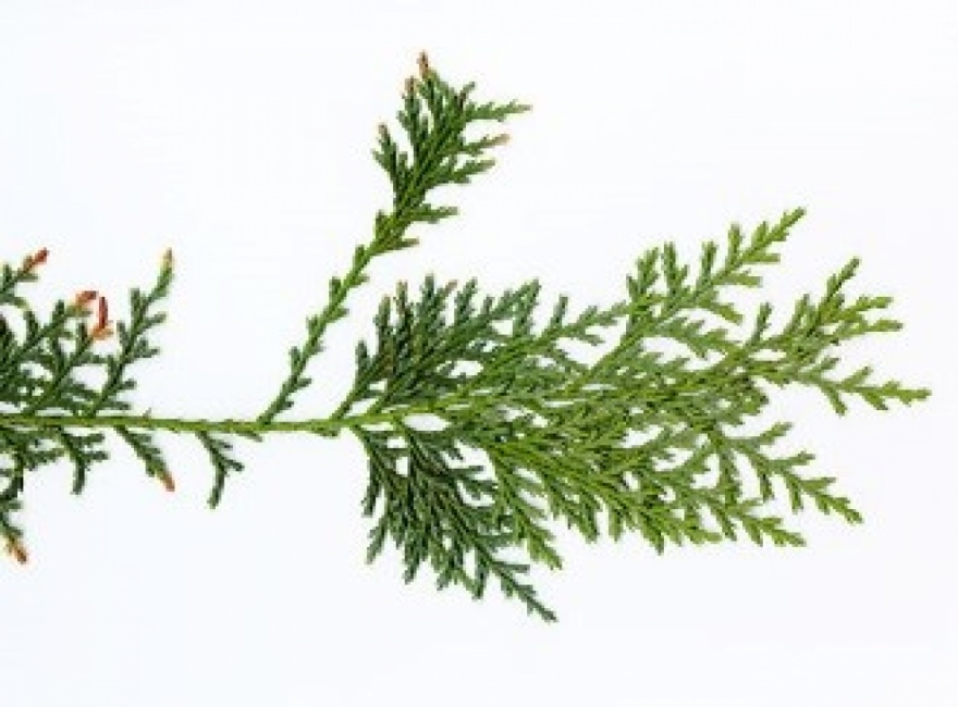 arboretum tour Native trees- botany 410