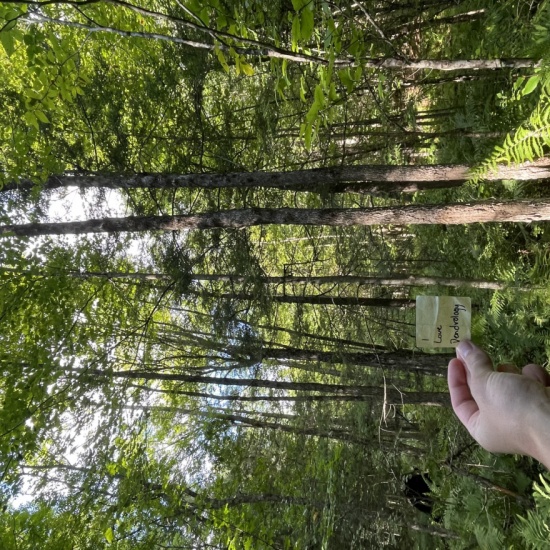 Black Ash (Fraxinus nigra) Dendrology of VT/ NH (Kevin Dion