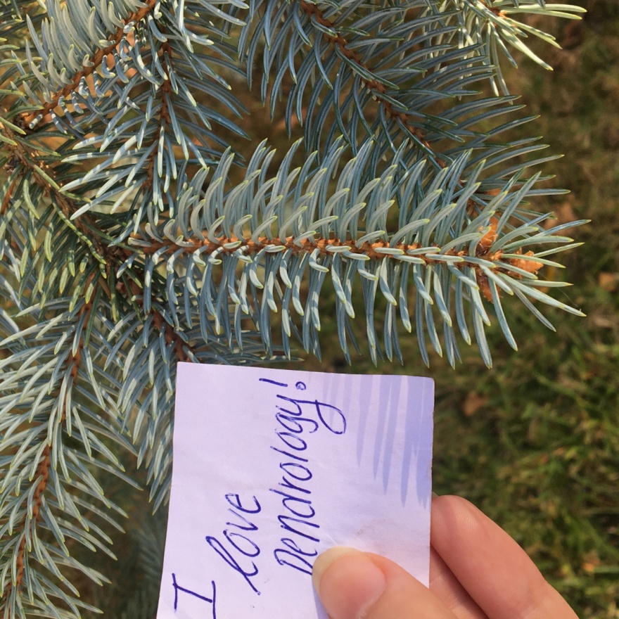 Tour Vermont's Finest, Fair Haven Dendrology PocketSights