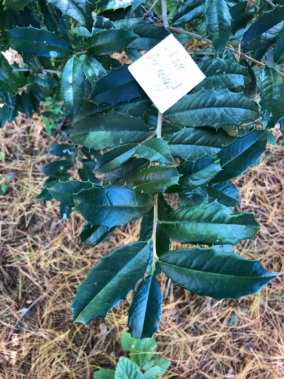 American Holly - Photo By: Nick Alpeza