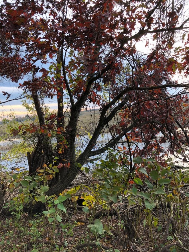 Roebling Park Dendrology - Photo By: Nick Alpeza