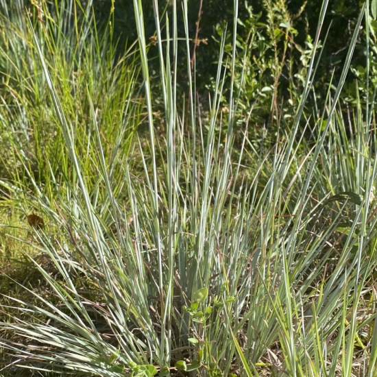 Chalky Bluestem - Helen and Allan Cruickshank Sanctuary - PocketSights