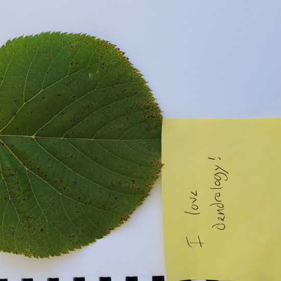 American Basswood