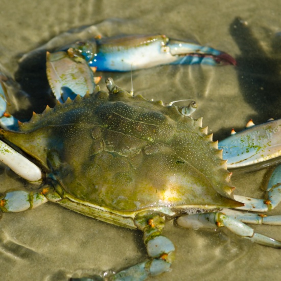 Stone and Blue Crabs - Big Bend Shellfish Trail - Cedar Key (Driving ...