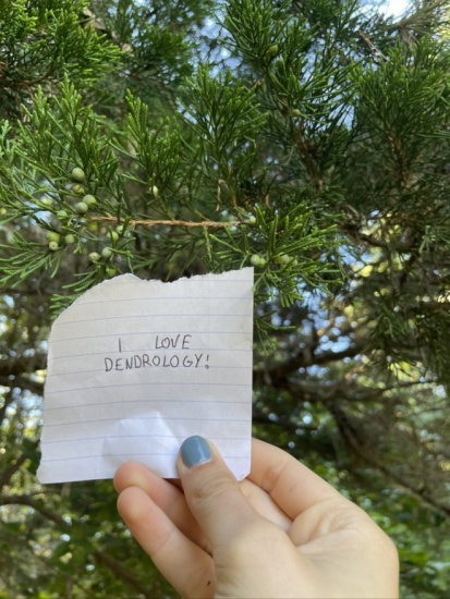 Eastern Red Cedar