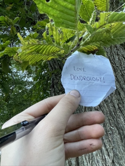 American Elm