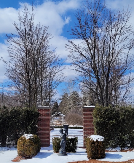 Red Spire Callery Pear