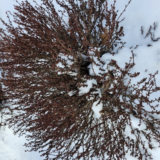 Crimson Pimy barberry