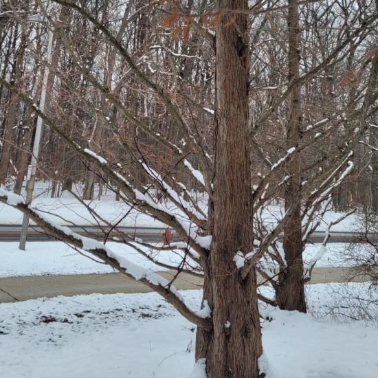 Dawn Redwood