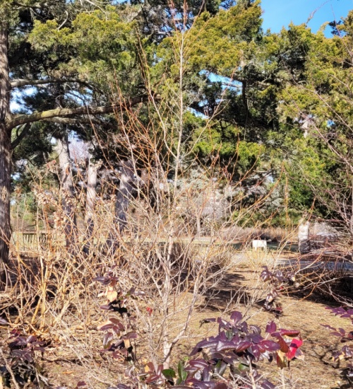 Japanese Stewartia or Japanese Tea Tree