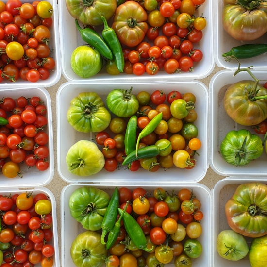 Tour beginning: OMG - Organic Market Garden