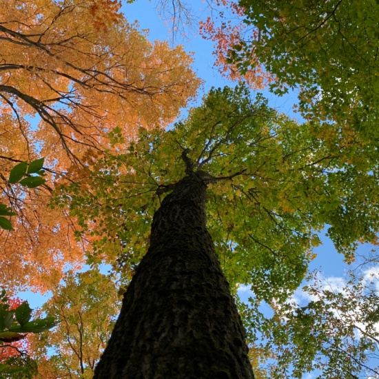 James Kennedy State Forest - History along the Finger Lakes Trail ...