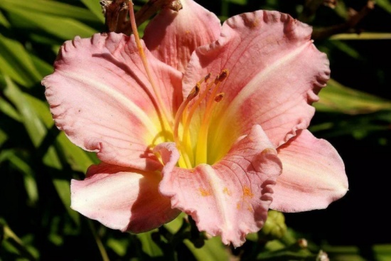 Daylily Garden